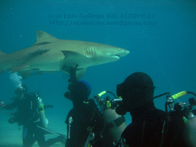Buceo en Polinesia: Tiburones, PADI, snorkel, fotografia - Forum Oceania